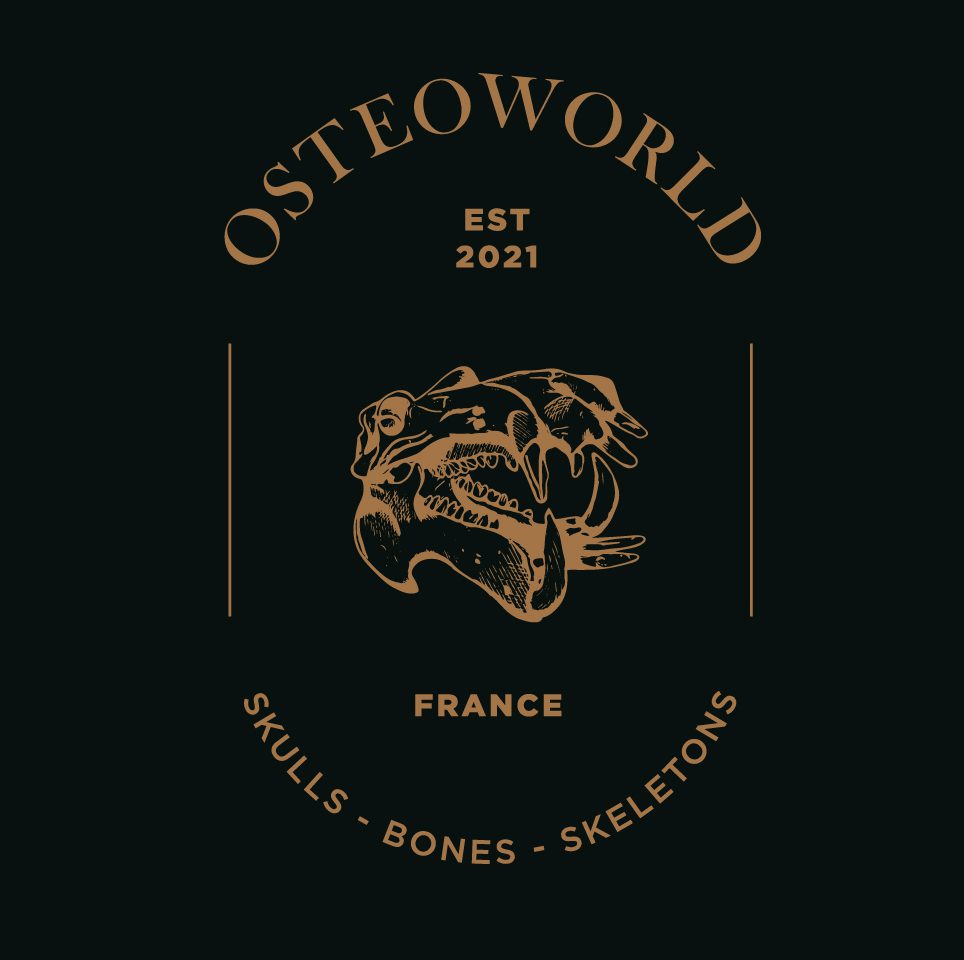 Branding et Logo - Osteoworld